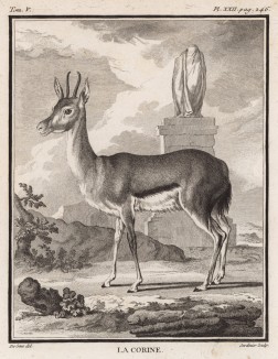 Антилопа la Corine (фр.) (лист XXII иллюстраций к пятому тому знаменитой "Естественной истории" графа де Бюффона, изданному в Париже в 1755 году)