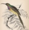 Нектарница Nectarinia violacea (лат.) (лист 16 тома XVI "Библиотеки натуралиста" Вильяма Жардина, изданного в Эдинбурге в 1843 году)
