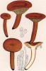 Млечник неедкий, или оранжевый, Lactarius mitisimus Fr. (лат.), условно съедобный гриб. Дж.Бресадола, Funghi mangerecci e velenosi, т.I, л.107. Тренто, 1933