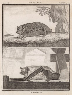 Летучие мыши: вечерница (вверху) и la serotine (фр.) (лист XVIII иллюстраций к восьмому тому знаменитой "Естественной истории" графа де Бюффона, изданному в Париже в 1760 году)