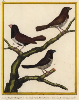 Дубоносы с острова Ява (из Table des Planches Enluminées d'Histoire Naturelle de M. D'Aubenton (фр.). Утрехт. 1783 год (лист 139))