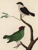 Два симпатичных манакина (выглядят лучше, чем поют, так как имеют nickname "немая птица") (из Table des Planches Enluminées d'Histoire Naturelle de M. D'Aubenton (фр.). Утрехт. 1783 год (лист 303))