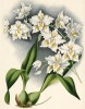 Орхидея ODONTOGLOSSUM CRISPUM AURIFERUM (лат.) (лист DCCXII Lindenia Iconographie des Orchidées - обширнейшей в истории иконографии орхидей. Брюссель, 1900)
