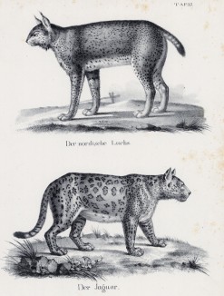 Рысь и ягуар (лист 23 первого тома работы профессора Шинца Naturgeschichte und Abbildungen der Menschen und Säugethiere..., вышедшей в Цюрихе в 1840 году)