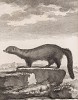 Пекан (илька), или куница-рыболов -- одно из немногих животных, способных охотиться на дикобраза (лист XXX иллюстраций к шестому тому знаменитой "Естественной истории" графа де Бюффона, изданному в Париже в 1756 году)