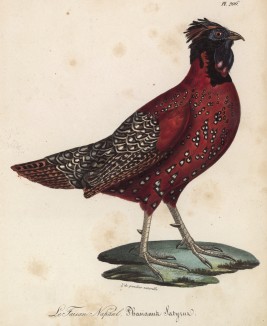 Фазан наполийский (лист из альбома литографий "Галерея птиц... королевского сада", изданного в Париже в 1825 году)