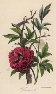 Пион (иллюстрация к работе Ахилла Конта Musée d'histoire naturelle, изданной в Париже в 1854 году)