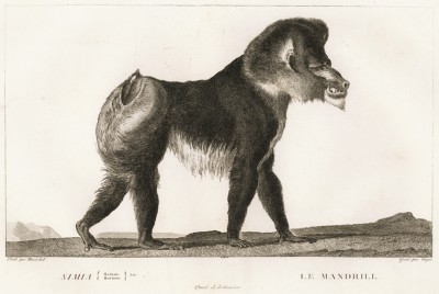 Мандрил (лист из La ménagerie du muséum national d'histoire naturelle ou description et histoire des animaux... -- знаменитой в эпоху Наполеона работы по натуральной истории)