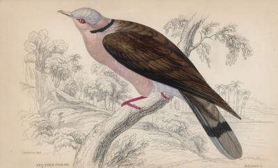 Красноглазый голубь (Turtur erythrophrys (лат.)) (лист 22 тома XXIII "Библиотеки натуралиста" Вильяма Жардина, изданного в Эдинбурге в 1843 году)