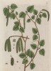 Листья и серёжки берёзы (лист 240 "Гербария" Элизабет Блеквелл, изданного в Нюрнберге в 1757 году)