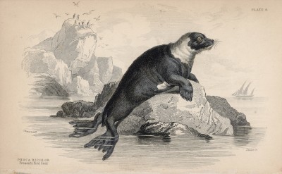Пятнистый тюлень (Phoca bicolor (лат.)) (лист 6 тома VI "Библиотеки натуралиста" Вильяма Жардина, изданного в Эдинбурге в 1843 году)