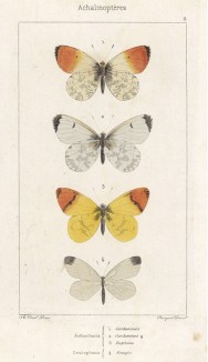 Бабочки рода Anthocharis 1,2. Сardamines (зорька, или аврора), 3.Eupheno и горошковая белянка (Leucophasia Sinapis (лат.)) (лист 8)