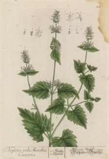Кошачья трава (Nepeta Mentha Cataria (лат.)) (лист 455 "Гербария" Элизабет Блеквелл, изданного в Нюрнберге в 1760 году)