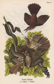 Нападение змеи на гнездо бурого дрозда (Harporhynchus rufus) (лист 44 известной работы Бенджамина Уоррена "Птицы Пенсильвании", иллюстрированной по мотивам оригиналов Джона Одюбона. США. 1890 год)