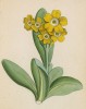 Первоцвет ушковатый (Primula Auricula (лат.)) (лист 345 известной работы Йозефа Карла Вебера "Растения Альп", изданной в Мюнхене в 1872 году)