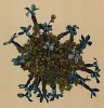 Горечавка баварская (Gentiana bavarica (лат.)) (из Atlas der Alpenflora. Дрезден. 1897 год. Том IV. Лист 345)