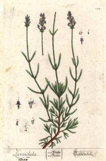 Лаванда (Lavendula spica (лат.) (лист 294 "Гербария" Элизабет Блеквелл, изданного в Нюрнберге в 1757 году)