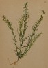 Ленец альпийский (Thesium alpinum (лат.)) (из Atlas der Alpenflora. Дрезден. 1897 год. Том I. Лист 80)