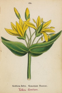 Горечавка жёлтая (Gentiana lutea (лат.)) (лист 274 известной работы Йозефа Карла Вебера "Растения Альп", изданной в Мюнхене в 1872 году)