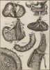 Анатомия. Части желудка, печени и части соседних органов по Кюльму. (Ивердонская энциклопедия. Том I. Швейцария, 1775 год)