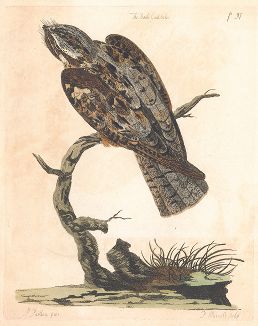 Козодой, самочка. Иллюстрация Питера Пайу из The British Zoology, Class II Birds, л.97, Лондон, 1766. 