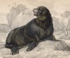 Морской лев (Leo marinus (лат.)) (лист 18 тома VI "Библиотеки натуралиста" Вильяма Жардина, изданного в Эдинбурге в 1843 году)