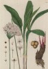 Черемша, лук победный, колба, черемица (Victorialis longa (лат.)) (лист 544 "Гербария" Элизабет Блеквелл, изданного в Нюрнберге в 1760 году)