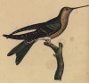 Гигантский колибри (лист из альбома литографий "Галерея птиц... королевского сада", изданного в Париже в 1825 году)