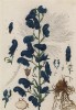Борец, или прострельная трава, или волчий корень (Aconitum magnum S. Napellis (лат.)) (лист 561 "Гербария" Элизабет Блеквелл, изданного в Нюрнберге в 1760 году)