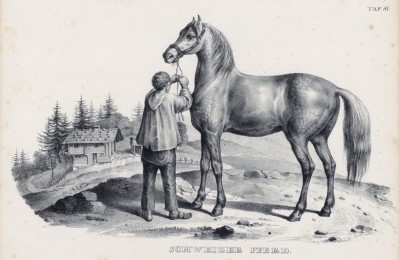 Лошадь швейцарской породы (лист 51 первого тома работы профессора Шинца Naturgeschichte und Abbildungen der Menschen und Säugethiere..., вышедшей в Цюрихе в 1840 году)