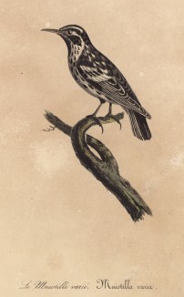 Птица из семейства воробьинообразные Mniotilla varia (лат.) (лист из альбома литографий "Галерея птиц... королевского сада", изданного в Париже в 1825 году)