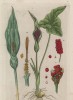 Арум - редкое экзотическое многолетнее клубневое растение, принадлежащее к одному из древнейших семейств цветочных растений - ароидные (лист 228 "Гербария" Элизабет Блеквелл, изданного в Нюрнберге в 1757 году)
