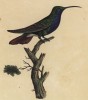 Голубая колибри (лист из альбома литографий "Галерея птиц... королевского сада", изданного в Париже в 1825 году)