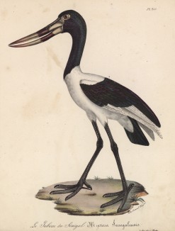 Сенегальский ябиру (лист из альбома литографий "Галерея птиц... королевского сада", изданного в Париже в 1825 году)