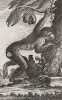 Магот, или бесхвостый макак, он же варварийская обезьяна (лист CCLXII)