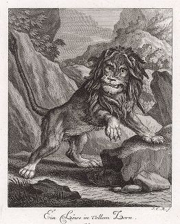 Разозленный лев. Гравюра Иоганна Элиаса Ридингера из Entwurff Einiger Thiere ..., Аугсбург, 1738. 
