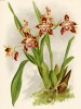 Орхидея ODONTOGLOSSUM HUNNEWELLIANUM (лат.) (лист DXLV Lindenia Iconographie des Orchidées - обширнейшей в истории иконографии орхидей. Брюссель, 1896)