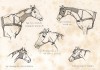 Анатомия лошади. Перевязка и бронхотомия. The Book of Field Sports and Library of Veterinary Knowledge. Лондон, 1864