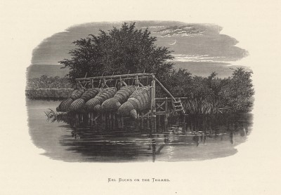 Приспособления для ловли угря на Темзе (иллюстрация к работе "Пресноводные рыбы Британии", изданной в Лондоне в 1879 году)