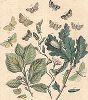 Бабочки-пяденицы и другие совки. "Книга бабочек" Фридриха Берге, Штутгарт, 1870. 