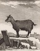 Иудина коза (лист XVII иллюстраций к пятому тому знаменитой "Естественной истории" графа де Бюффона, изданному в Париже в 1755 году)