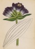 Горечавка пурпурная (Gentiana purpurea (лат.)) (лист 276 известной работы Йозефа Карла Вебера "Растения Альп", изданной в Мюнхене в 1872 году)