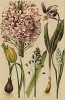 Тюльпан лесной (Tulipa silvestris), кандык сибирский (Erythronium dens canis), эремурус крепкий (Eremurus robustus), гиацинт реснитчатый (Hyacinthus ciliatus Cyrill.), гиацинт степной (Hyacinthus leucophaeus)