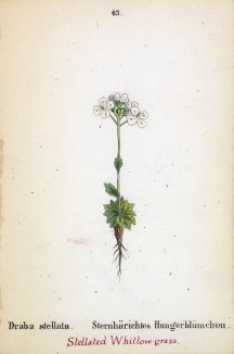 Крупка звездчатая (Draba stellata (лат.)) (лист 63 известной работы Йозефа Карла Вебера "Растения Альп", изданной в Мюнхене в 1872 году)