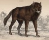Волк восточный лесной (Lupus lycaon (лат.)) (лист 2 тома IV "Библиотеки натуралиста" Вильяма Жардина, изданного в Эдинбурге в 1839 году)