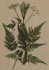Миррис душистый (Myrrhis odorata (лат.)), или кервель (из Atlas der Alpenflora. Дрезден. 1897 год. Том III. Лист 286)