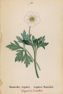 Лютик кавказский (Ranunculus Seguieri (лат.)) (лист 14 известной работы Йозефа Карла Вебера "Растения Альп", изданной в Мюнхене в 1872 году)