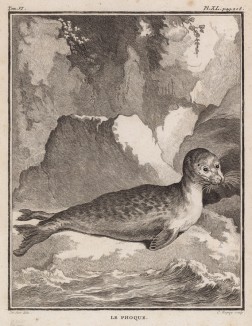 Тюлень (лист XL иллюстраций к шестому тому знаменитой "Естественной истории" графа де Бюффона, изданному в Париже в 1756 году)