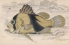 Двухполосый морской окунь (Diploprion bifasciatum (лат.)) (лист 10 XXIX тома "Библиотеки натуралиста" Вильяма Жардина, изданного в Эдинбурге в 1835 году