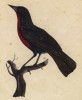 Красногрудый трупиал (Sturnella militaris (лат.)) (лист из альбома литографий "Галерея птиц... королевского сада", изданного в Париже в 1822 году)